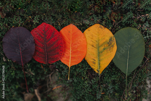 Leaves lined up in rainbow colors photo