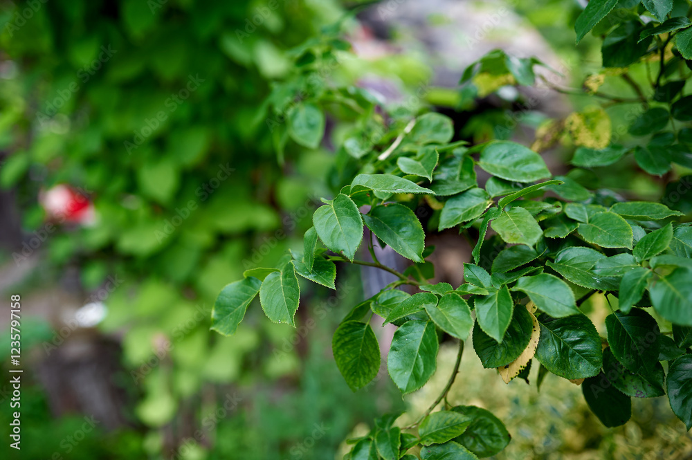 Green rose leaves on a bush, summer, village Green rose leaves on a bush, summer, village