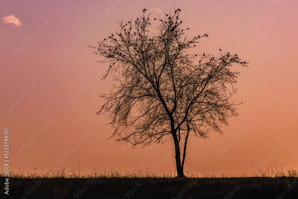 A lonely leafless tree in the field with birds on its top A lonely leafless tree in the field with birds on its top