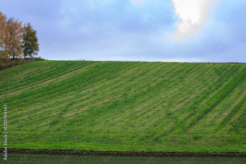 Obraz premium 四季を通じていつも美しい風景の北海道、美瑛の丘の風景