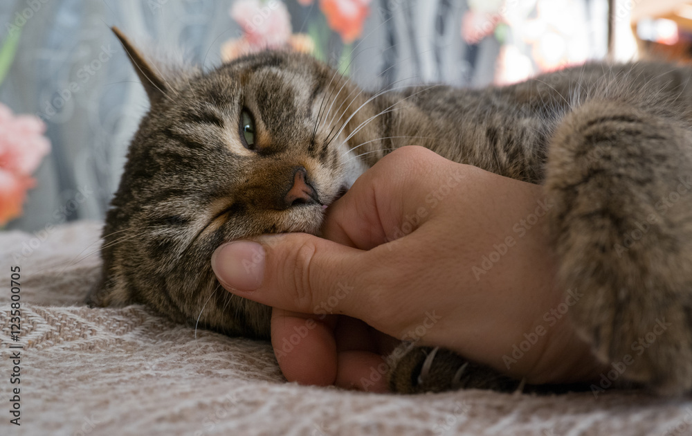 An aggressive gray cat attacked the owner's hand. A beautiful cute cat plays with a woman's hand and bites with funny emotions. Cute fluffy pet