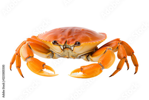 a crab on a white background photo