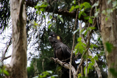 Wallpaper Mural A Yellow-tailed Black Cockatoo with Striking Yellow Ear Patches Torontodigital.ca