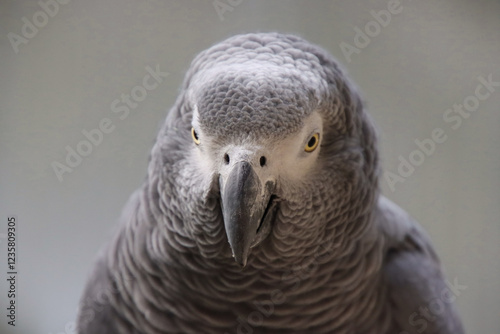 Detailed Portrait of a Grey Parrot with Intense Gaze