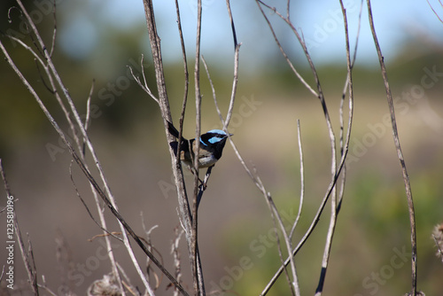 Vibrant Blue Fairy-wren Perched on a Slender Branch photo