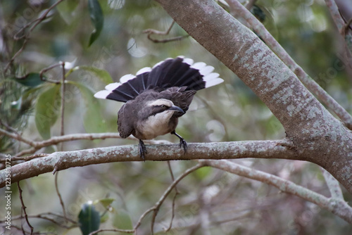 Grey-Crowned Babbler with Striking Black and White Tail Display