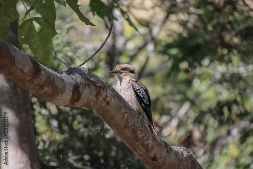 A Laughing Kookaburra perched on a tree branch