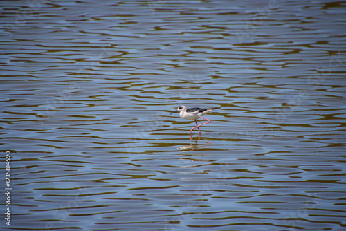 A Pied Stilt wading in shallow water