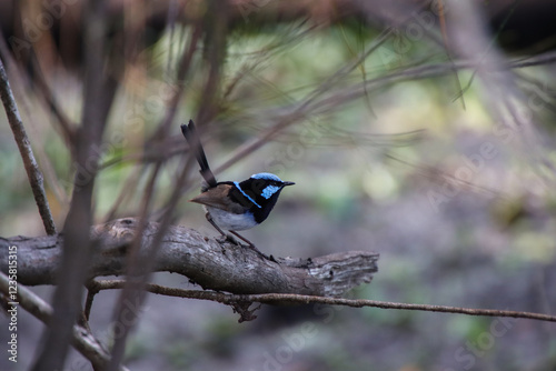 A vibrant blue Superb Fairy-wren perched on a branch