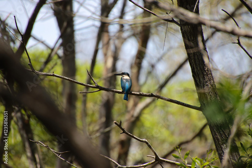 A vibrant blue kingfisher perched on a branch in a forest setting