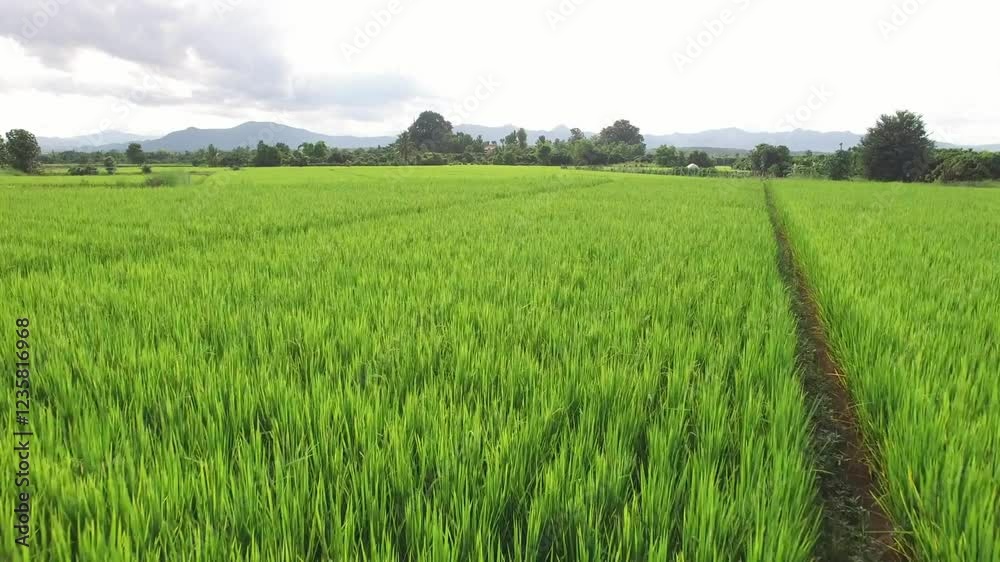 4K Aerial view of agriculture in rice fields for cultivation. a green rice field waving in the wind, 4k aerial movie of countryside with palm, rubber 4K Aerial view of agriculture in rice fields for cultivation. a green rice field waving in the wind, 4k aerial movie of countryside with palm, rubber