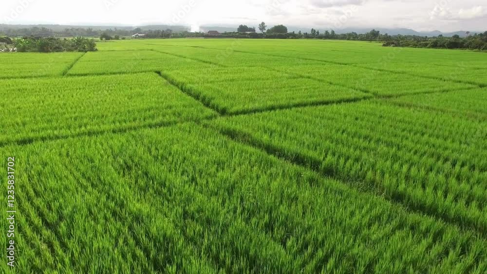 Aerial view of agriculture in rice landscape Mae Jam Chiang mai, Thailand. local natural travel. Asian terraced Rice fields aerial view 4K background Aerial view of agriculture in rice landscape Mae Jam Chiang mai, Thailand. local natural travel. Asian terraced Rice fields aerial view 4K background