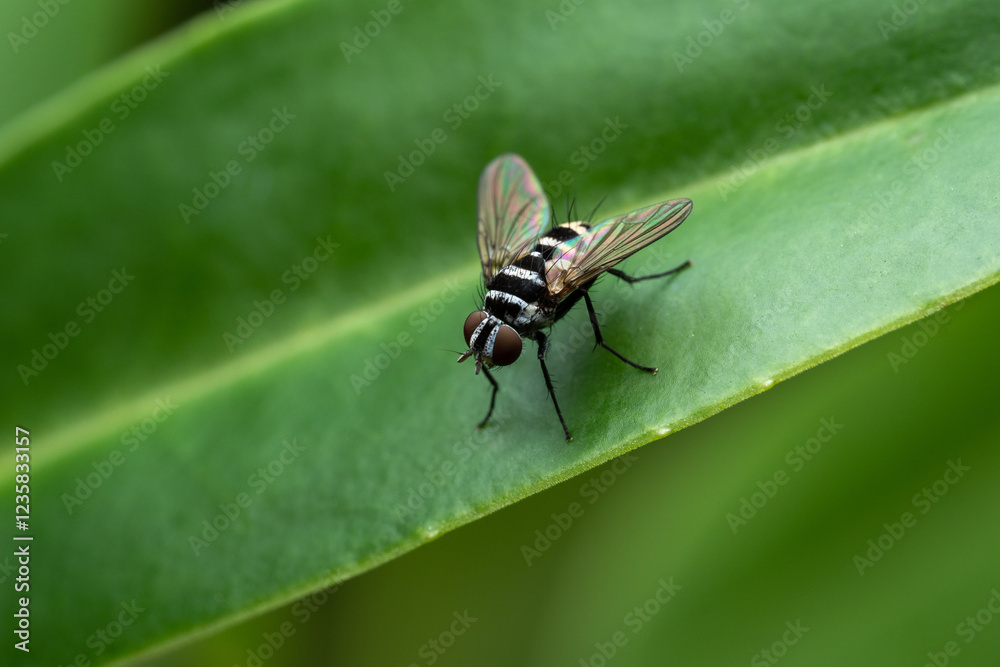 An Australian leafroller fly on a green leaf An Australian leafroller fly on a green leaf