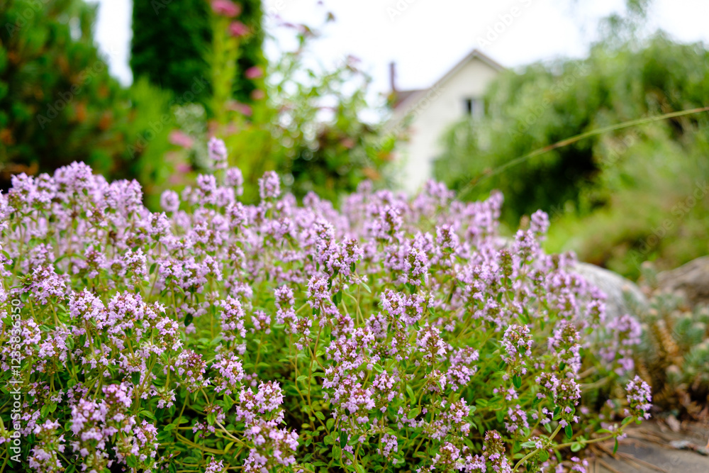 Delicate clusters of pink flowers emerge from lush green foliage, creating a picturesque garden setting. In the background, a charming countryside house adds to the serene atmosphere. Delicate clusters of pink flowers emerge from lush green foliage, creating a picturesque garden setting. In the background, a charming countryside house adds to the serene atmosphere.