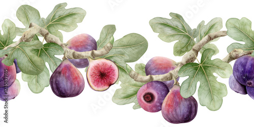 Figs tree branches with green leaves and ripe fruits seamless border on white. Ripe purple berries for organic food designs and summer market. Hand drawn Italian delicacy plant