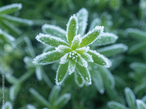 green plants on a cold autumn morning
