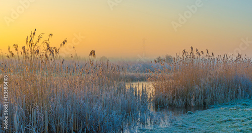 The edge of a frozen lake in the light of sunrise in winter, oostvaardersveld, almere, flevoland, netherlands, February 1, 2025