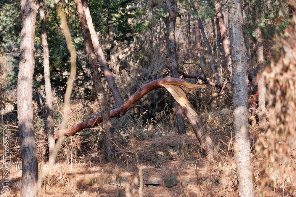 Obraz premium 네이처, 도마뱀, animal, 나무, 야생 동물, 파충류, 갈색, 독사, 나이든, 결, 요약, 나무, 나무, green, 벌레, 돌, 목초