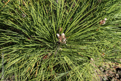 Long green needles close-up. Branch of Austrian pine (Pinus ‘Nigra’) or black pine with beautiful long green needles is decoration. Original texture of natural greenery. photo