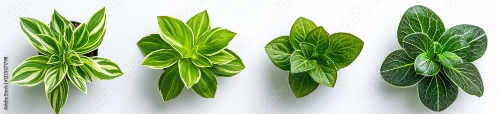 Obraz premium green grass in a white background