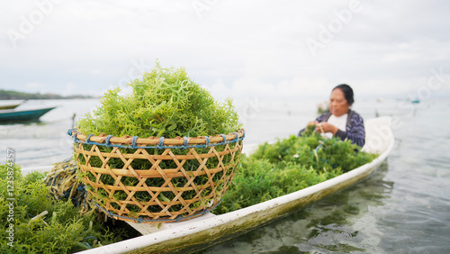 Woman seaweed farmer tying Eucheuma cottonii seedlings to ropes, traditional marine aquaculture, basket of freshly harvested sea moss or guso