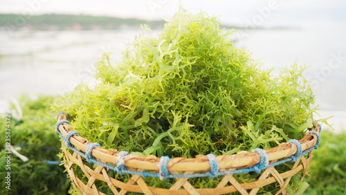 Basket of freshly harvested seaweed, Eucheuma cottonii, in traditional ocean farm