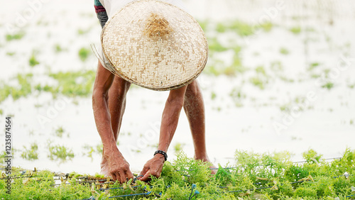 Seaweed farmer tying ropes with seedlings on plantation or farm, eucheuma cottonii or guso photo