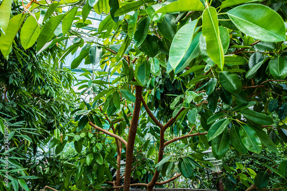 A stunning display of indoor greenery captures the beauty of lush leaves and thick branches. This tranquil space invites visitors to immerse themselves in nature's vibrant colors. A stunning display of indoor greenery captures the beauty of lush leaves and thick branches. This tranquil space invites visitors to immerse themselves in nature's vibrant colors.
