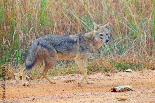 Indian Golden Jackal