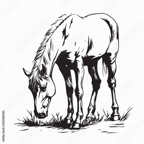Horse Eating Grass image vector. Horse Eating Grass Stock Illustration on white background.