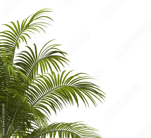 palm Tree Leaves isolated on transparent background. big old palm tree with green leaves on transparent background. Isolated palm tree on white background. cutout palm tree leaves PNG. Dictyosperma. photo