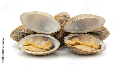 Fresh Clams Raw Seafood Open Shells Pacific Littleneck Clams Gourmet Delicacy Close Up View White photo