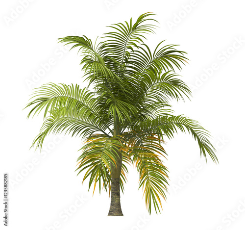 Single palm Tree isolated on white background. big old palm tree with green leaves on white background. Isolated palm tree on white background. side view of cutout palm tree leaves. Dictyosperma album photo