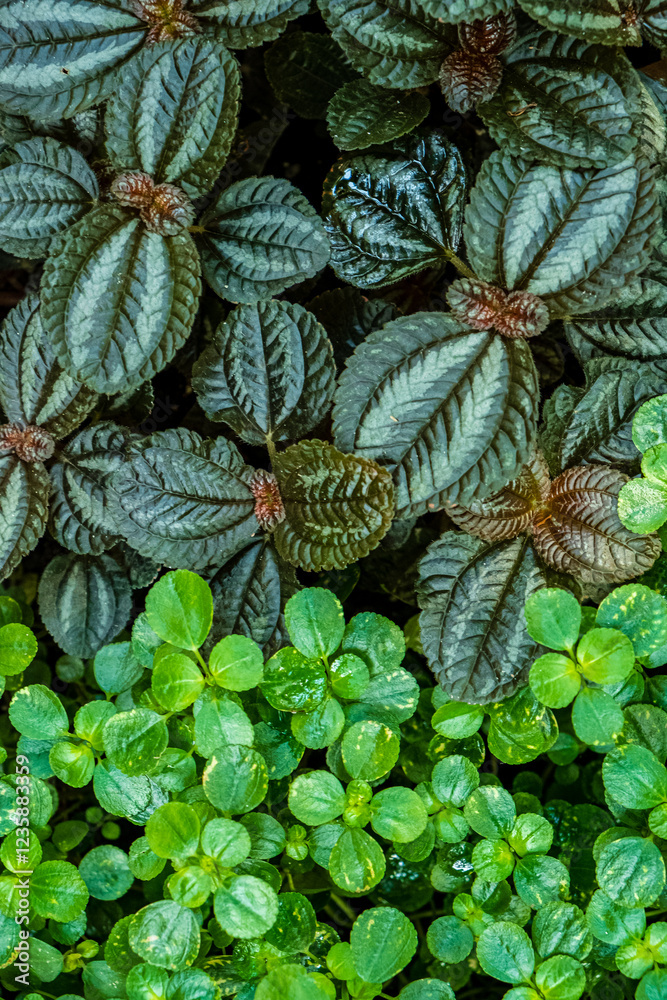Fototapeta premium Lush green leaves display a stunning variety of colors and patterns, illuminated by natural sunlight in a serene garden environment. The delicate details of each leaf create a tranquil atmosphere.
