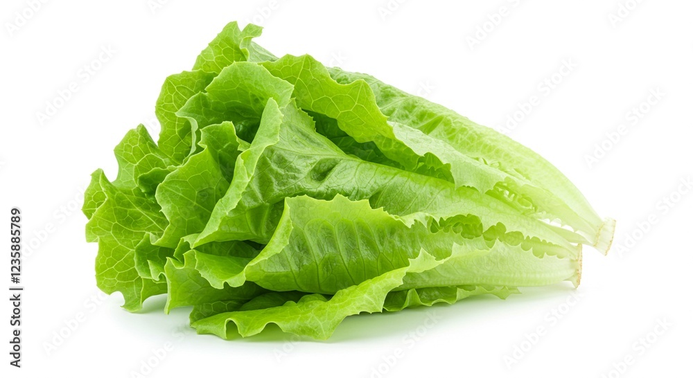 Fresh Green Butter Lettuce Healthy Salad Ingredient Close up Studio Shot Fresh Green Butter Lettuce Healthy Salad Ingredient Close up Studio Shot