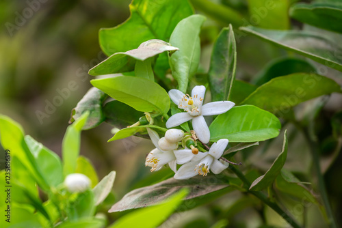 Blossoming orange tree, Valencia orange and orange blossoms, Spring harvest, closeup of Orange tree branches with flowers, buds and leaves photo