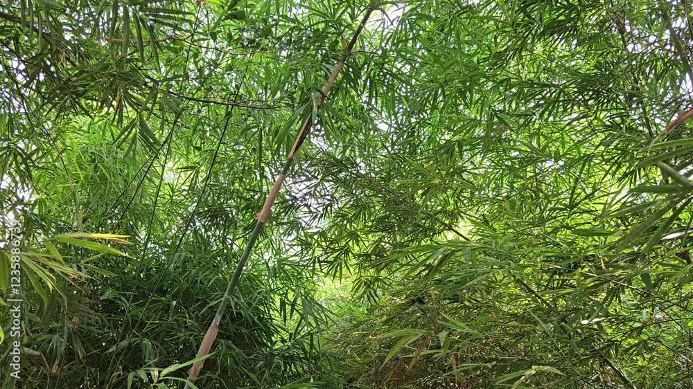 Close-up of a lush foliage of vibrant green bamboo leaves filters sunlight, creating a serene and tranquil natural atmosphere. Close-up of a lush foliage of vibrant green bamboo leaves filters sunlight, creating a serene and tranquil natural atmosphere.