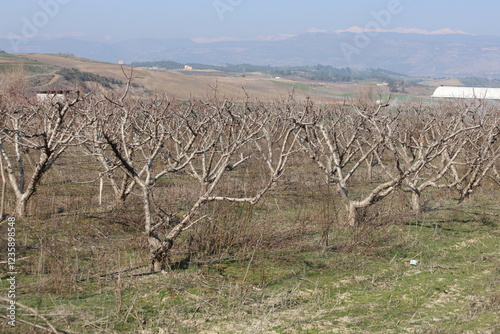 pruned peach trees in an orhcard winter  photo