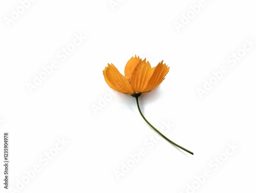 Kenikir sulfur or Cosmos sulphureus flower isolated on white background. Floral decoration, Botanical photography for design  photo