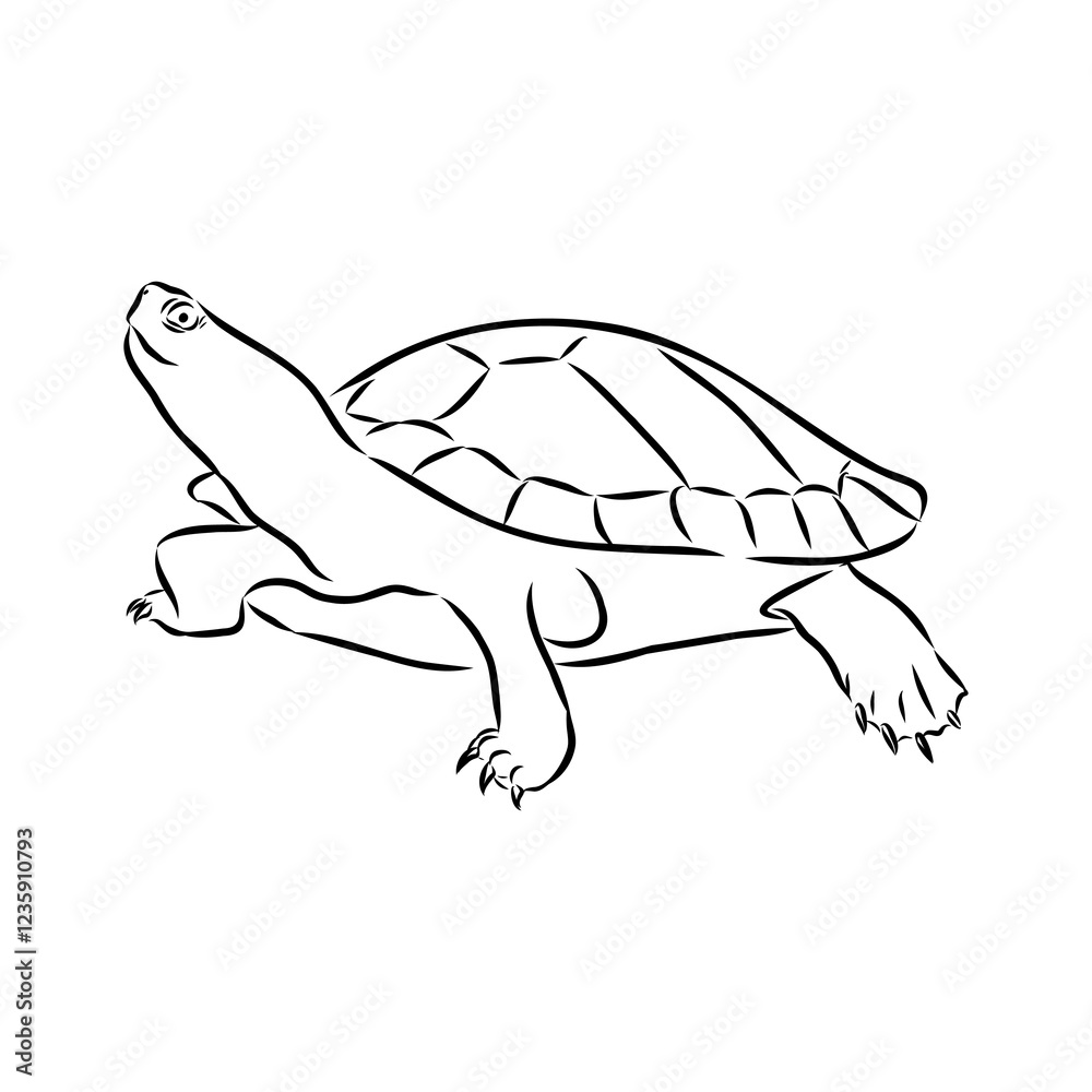 Fototapeta premium sea turtle, vector sketch