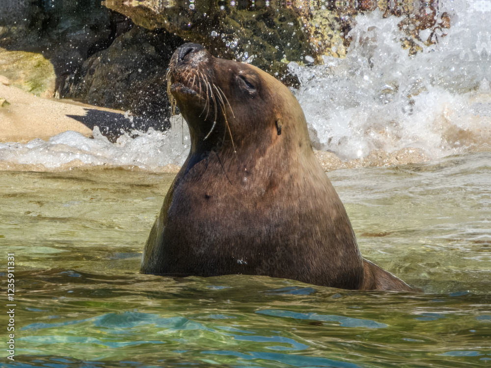 Naklejka premium Australian Sea Lion (Neophoca cinerea) in Australia
