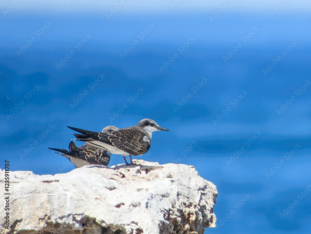 Bridled Tern (Sterna anaethetus) in Australia