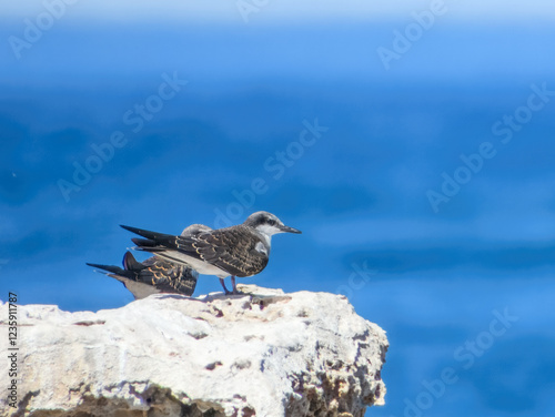 Obraz na płótnie Bridled Tern (Sterna anaethetus) in Australia w salonie