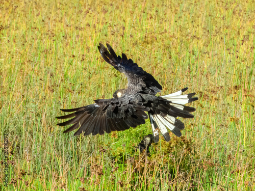 Carnaby's Black-Cockatoo (Zanda latirostris) in Australia photo