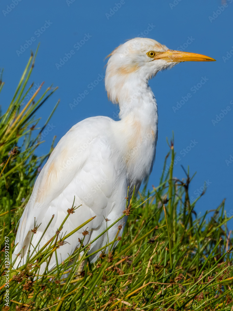 Eastern Cattle Egret (Ardea coromanda) in Australia Eastern Cattle Egret (Ardea coromanda) in Australia