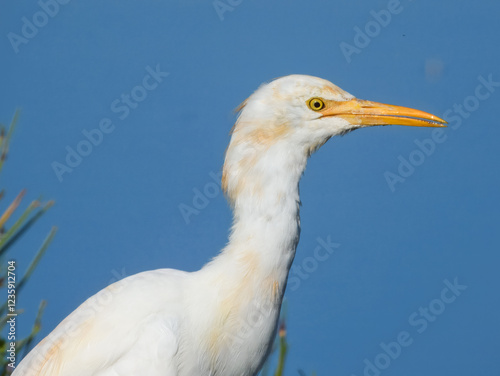 Eastern Cattle Egret (Ardea coromanda) in Australia photo