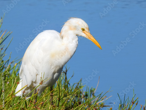 Eastern Cattle Egret (Ardea coromanda) in Australia photo