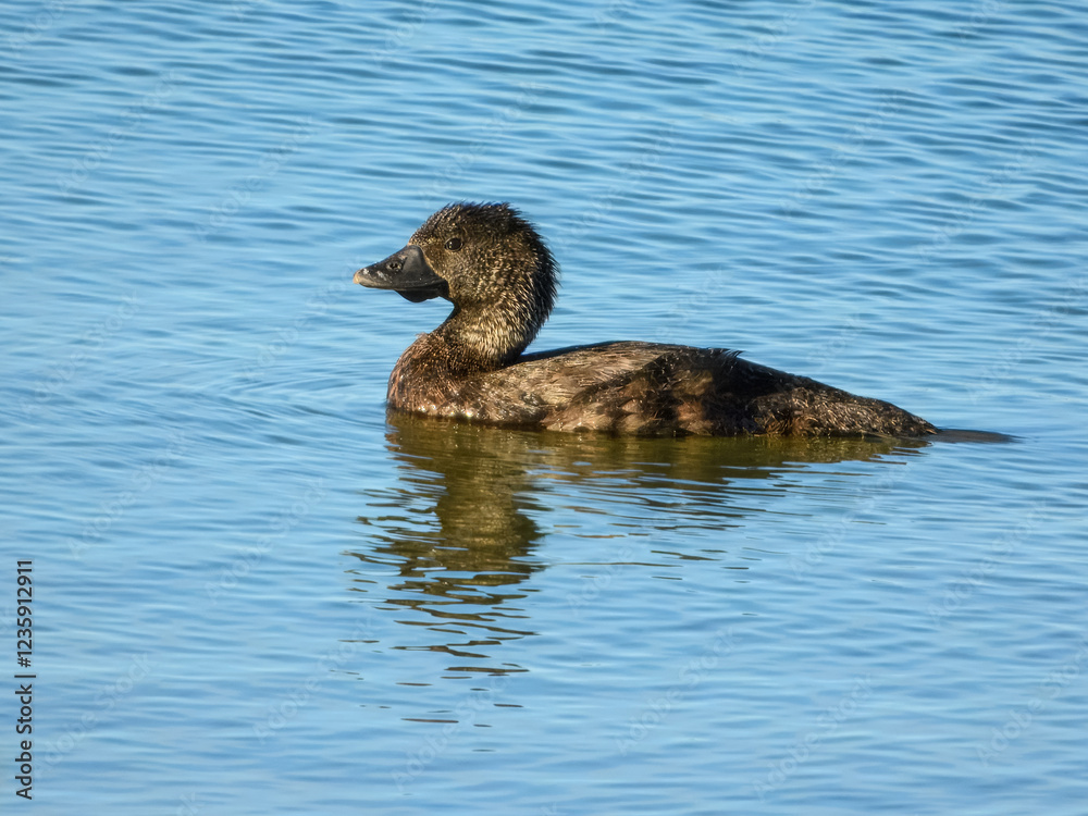 Musk Duck (Biziura lobata) in Australia Musk Duck (Biziura lobata) in Australia