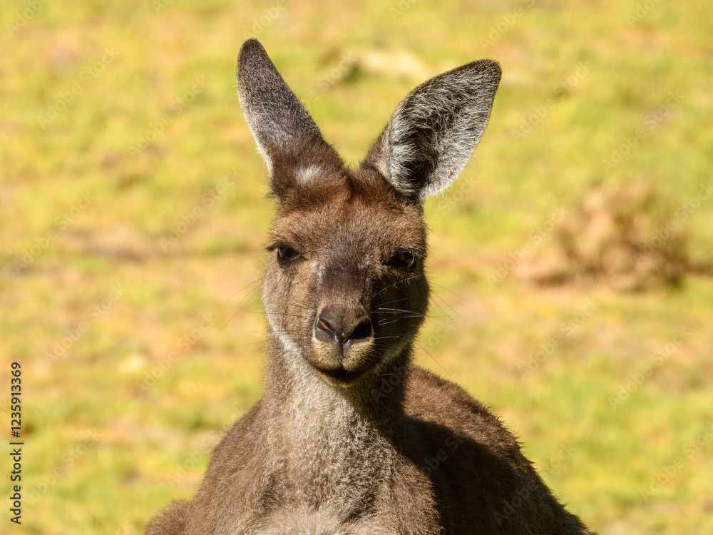 Western Grey Kangaroo (Macropus fuliginosus) in Australia Western Grey Kangaroo (Macropus fuliginosus) in Australia