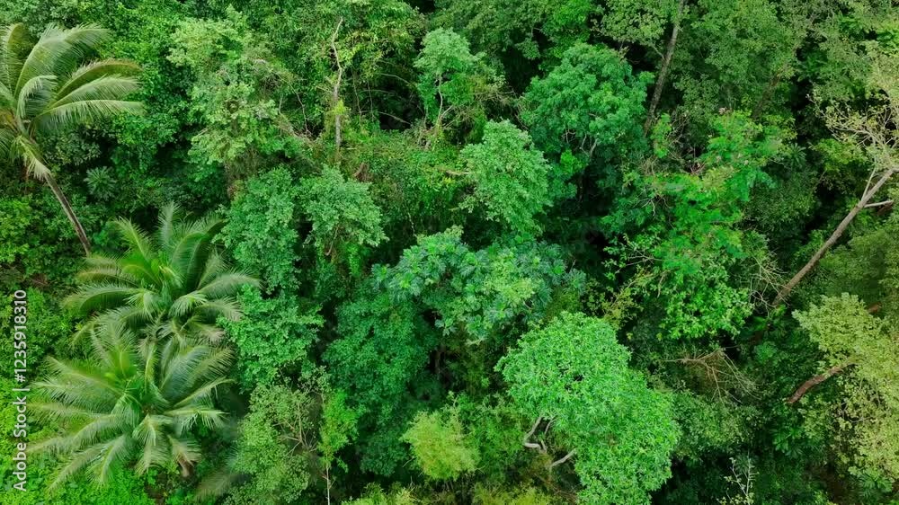 Tropical waterfall between exotic palm trees in mountain jungle of Philippines. Aerial top down flyover shot. Splashing water between dense green trees. Tropical waterfall between exotic palm trees in mountain jungle of Philippines. Aerial top down flyover shot. Splashing water between dense green trees.